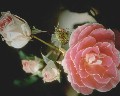 Some Roses