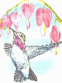 Bleeding hearts w/humming bird