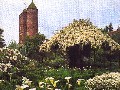Blossoming trees