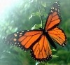 A butterfly