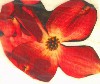 Dogwood blossom