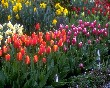 A garden scene