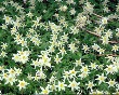 (flowers)