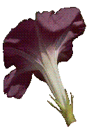 Morning glory blossom